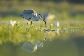 Spring foraging for food at sunrise on a dry pond, Grey Heron