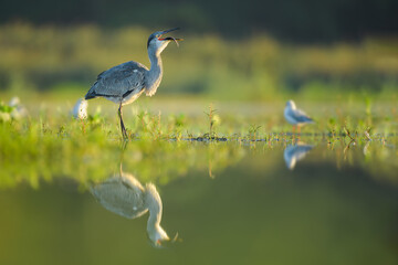 Spring foraging for food at sunrise on a dry pond, Grey Heron