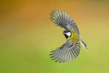 Natural bird fan, Eurasian Great Tit