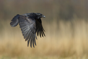 A black big bird lands on a meadow with wings spread, Common Raven