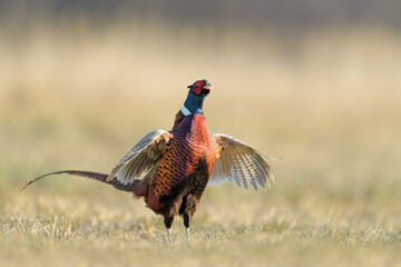 Early morning walk in the meadow, Common Pheasant