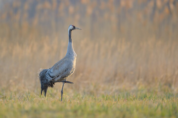 Spring walk in the meadow, Common Crane
