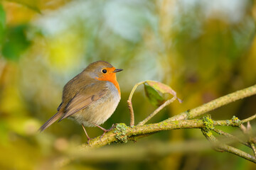 On a branch at sunrise, European Robin