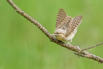 A waiting buck on a branch in the forest, Eurasian Wryneck