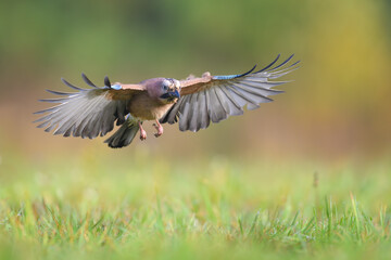 Flights over the meadow early in the morning, Eurasian Jay