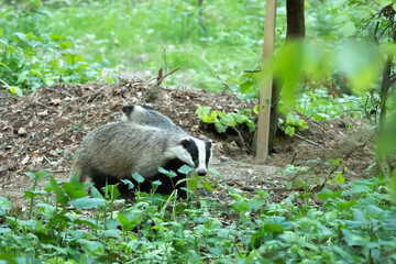 Badger Meles Borsuk europejski © Robert