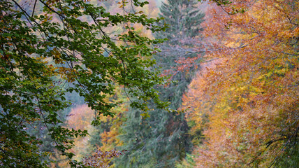Autumn in the Carpathian mountains
