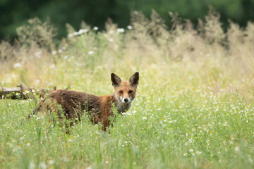 Red fox Vulpes Vulpes