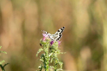Checkerboard butterfly, checkerboard galatea, Melanargia galathea