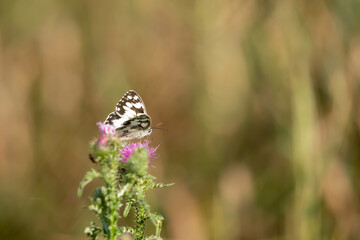 Checkerboard butterfly, checkerboard galatea, Melanargia galathea