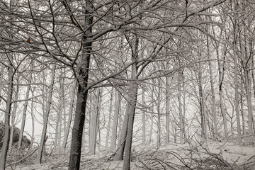 Detail of snowy oak trees in foggy forest