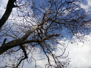 bright blue sky and tree