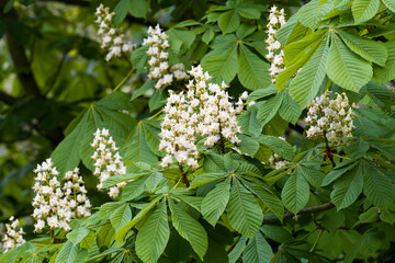 Gewöhnliche Rosskastanie (Aesculus hippocastanum) im Frühjahr