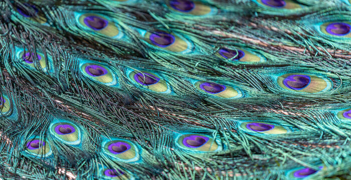 blue and green peacock tail closeup background