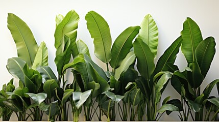 Obraz premium Bali, background with palm trees