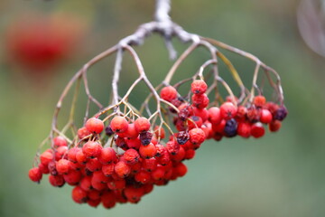 Die roten Früchte der Eberesche im Herbst