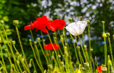 red and white poppy flowers