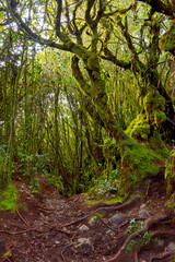 Fototapeta premium Mossy forest