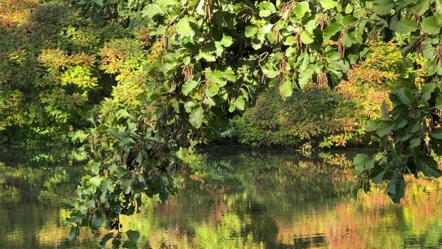 Alder branch with green leaves and dry catkins over water