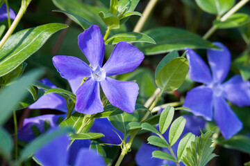 Großes Immergrün (Vinca major)