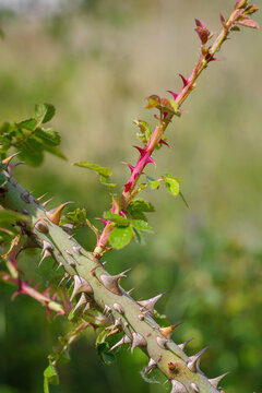 rose thorns closeup