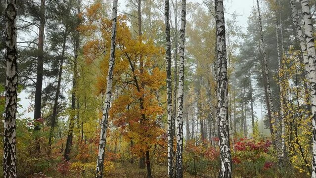 Fragment of autumn birch and pine forest in foggy morning