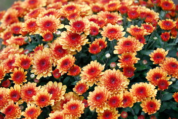 Rot-orange Herbstblumen