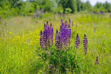 purple lupine flowers