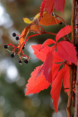 Herbstfärbung im Garten - Blätter einer Jungfernrebe
