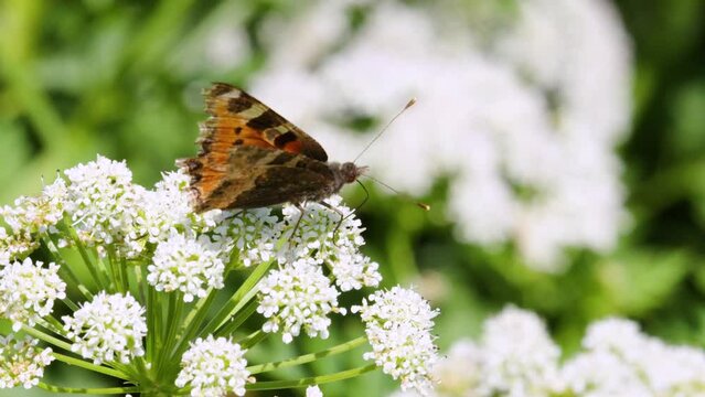Small Tortoiseshell butterfly Hogweed umbellifer summer morning South Devon UK