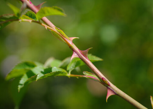 rose thorns closeup