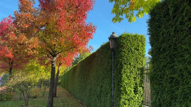 Sweetgum trees with autumn red leaves in park against sky