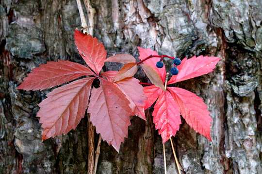 Herbstf&auml;rbung im Garten - Bl&auml;tter einer Jungfernrebe

