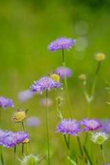 Fototapeta premium purple Field Scabious