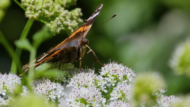 Red Admiral butterfly Hogweed umbellifer summer morning South Devon UK