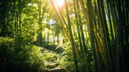 sun shining through bamboo plants in a japanese garden. nature, freedom, harmony. symbol of healthy...