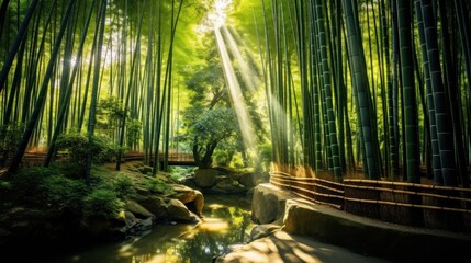 Fototapeta na wymiar sun shining through bamboo plants in a japanese garden. nature, freedom, harmony. symbol of healthy lifestyle. 