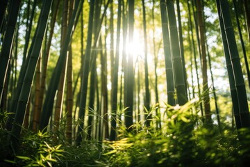 sun shining through bamboo plants in a japanese garden. nature, freedom, harmony. symbol of healthy lifestyle. 