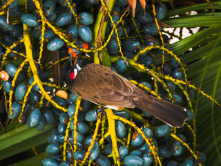 Red Whiskered Bulbul bird eating drupe seeds from palm tree in Mauritius 