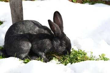Czarny królik na łące pośród śniegu w alpejskim gospodarstwie - obrazy, fototapety, plakaty