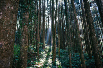 Serene Forest Pathway Bathed in Sunbeams. A tranquil scene as sunlight filters through the tall trees of a dense forest, highlighting a narrow path