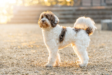 Beautiful Labradoodle dog with spots in beautiful morning sunrise light golden hour