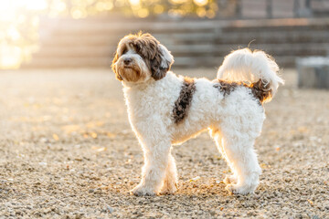 Beautiful Labradoodle dog with spots in beautiful morning sunrise light golden hour