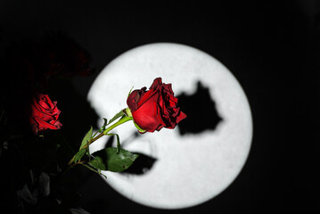roses on a gray background with a gobo light