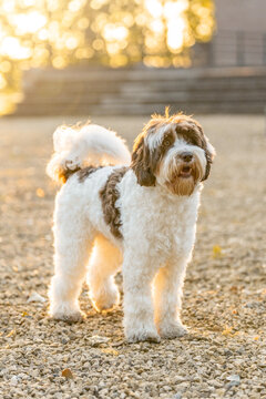 Beautiful Labradoodle dog with spots in beautiful morning sunrise light golden hour