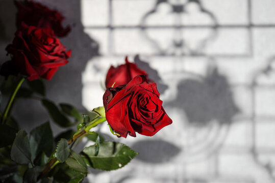 roses on a gray background with a gobo light