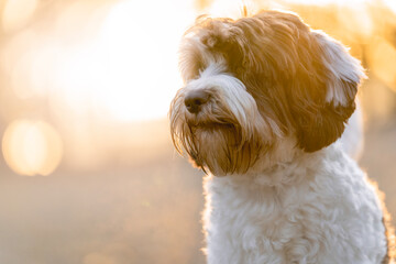Beautiful Labradoodle dog with spots in beautiful morning sunrise light golden hour