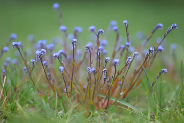Blue scorpion grass, scientific name Myosotis stricta, also known as strict forget-me-not, wild...
