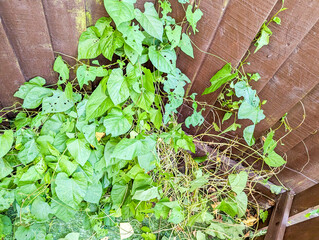 Bindweed Spreading Vines