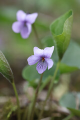  Dwarf marsh violet, scientific name Viola epipsila, also known as or Northern marsh violet, wild spring flower from Finland